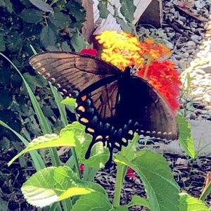 Need some help??? 🦋